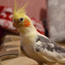 Полторацкий